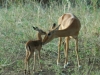 image0051-500x471