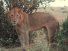 image013-500x430_0