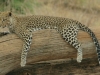 image017-500x306_0
