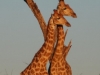image021-286x500_0