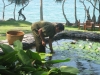 bali4