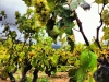 rioja11