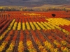 rioja14