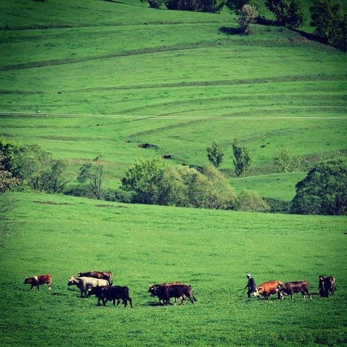 mehmetsertartvinsavsat