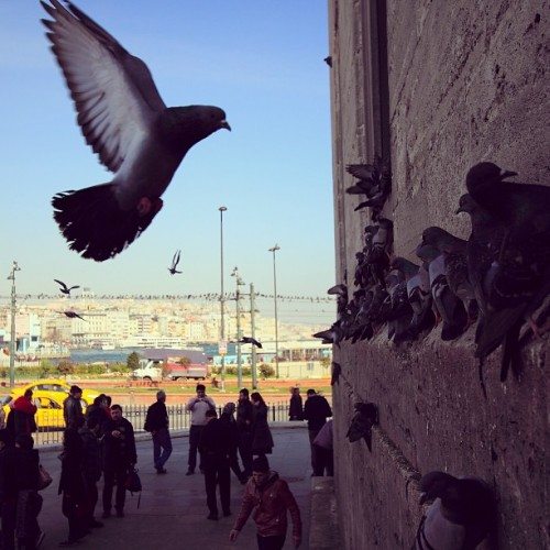 mehmetsertistanbul16