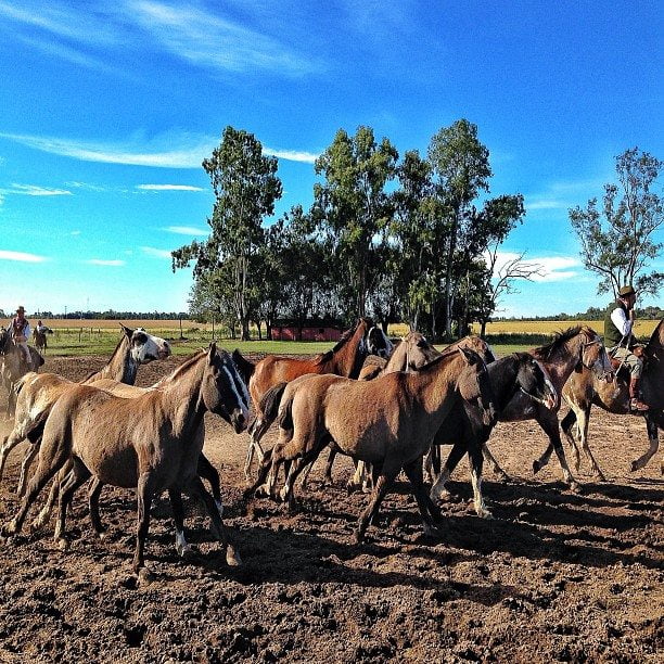 EstanciaSantaSusanna-Argantina