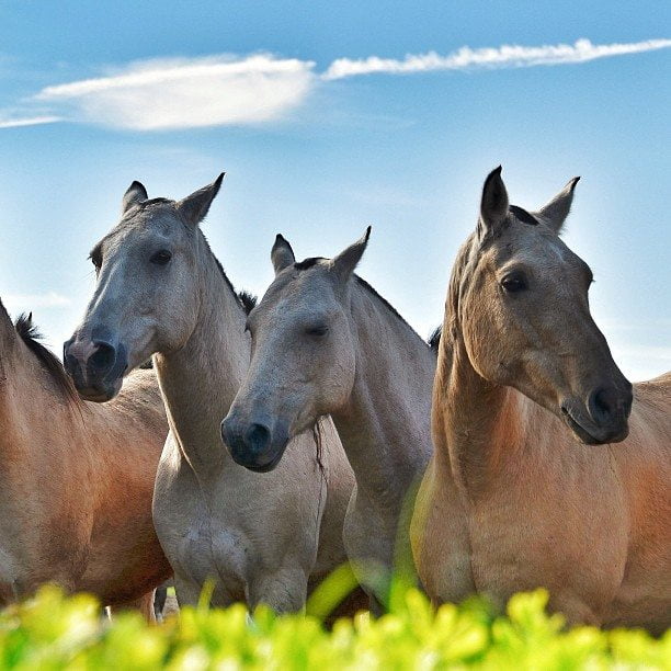 EstanciaSantaSusanna-Argantina2