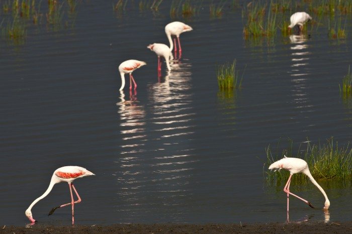 Nakuru 04