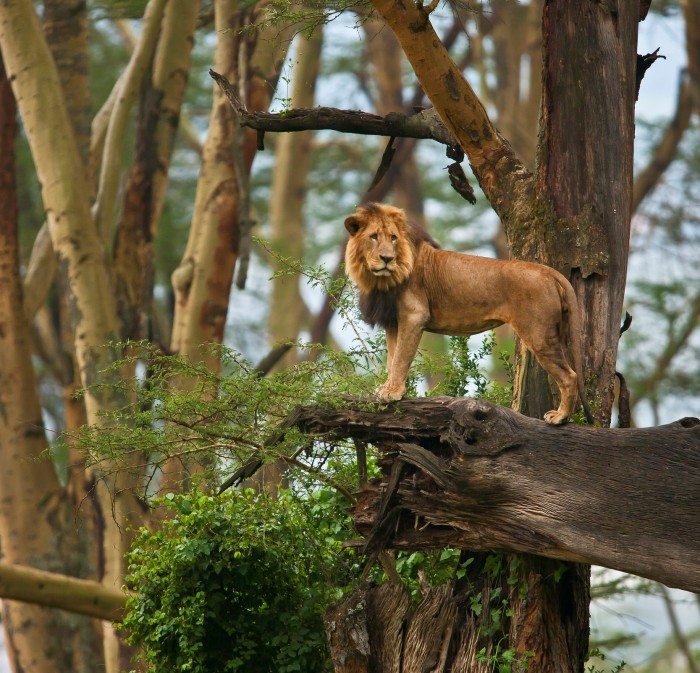 Nakuru 05