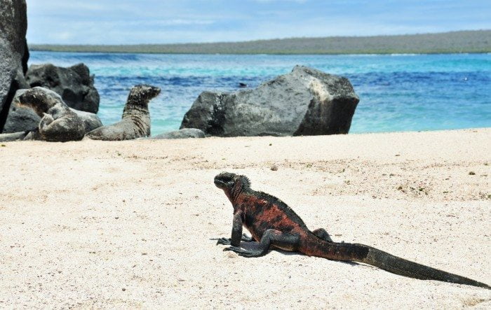 iguana18