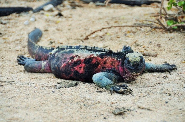 iguana2
