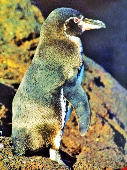 penguen